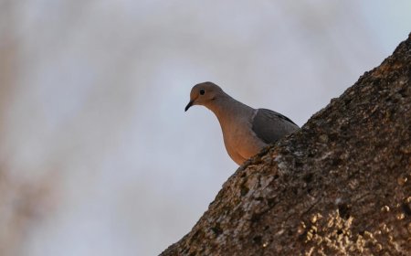 Shrinking North American bird population getting worse faster. Experts blame this