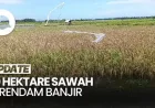 Sawah Terendam Banjir di Lumajang: 20 Hektare Lahan Pertanian Rusak Parah