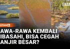Lahan Basah Jadi Senjata Ampuh Lawan Banjir: Dari Pengeringan ke Pemulihan