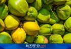 Permintaan Kelapa Indonesia Meningkat Karena Tren Kopi Santan di China