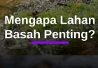 Lahan Basah: Kunci Penting Pengurangan Banjir dan Penopang Ekosistem Alami