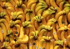 Makan Satu Pisang Setiap Hari: Manfaat dan Risiko yang Perlu Diketahui