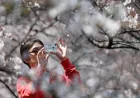 Festival Bunga Sakura di Jepang Dibatalkan karena Overtourism, Ini Penyebabnya