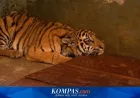 Virus FPV Penyebab Kematian Anak Harimau Bandung Zoo, Kenali Bahayanya