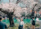 Kapan Bunga Sakura Jepang Mekar? AI Bisa Menjawab dengan Akurat