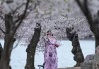 Potret Sakura Mekar di Washington, Simbol Persahabatan Jepang-AS yang Memukau