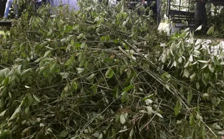 Daun Surga Asal Indonesia Diserbu Warga AS, Ini Manfaat dan Potensinya