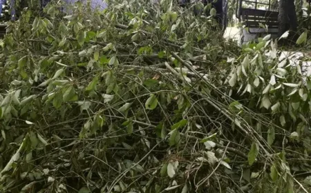 Daun Surga Asal Indonesia Diserbu Warga AS, Ini Manfaat dan Potensinya