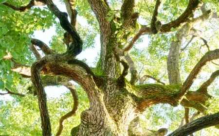 Minuman Surga Disebut dalam Al Quran, Ternyata Ada di Indonesia