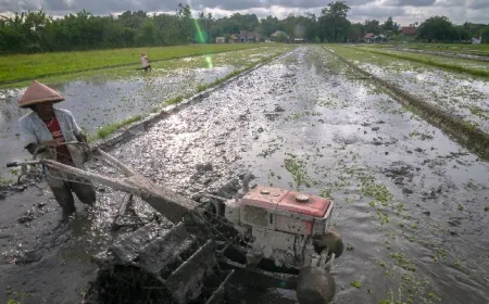 Sawah di Sleman Menyusut 3 Ribu Hektare, Produksi Padi Terancam