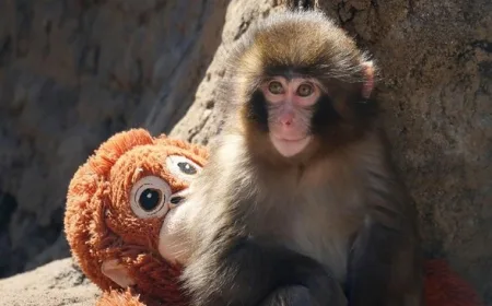 Monyet Punch Mulai Tinggalkan Boneka Orangutan, Tanda Kemandirian Mulai Muncul