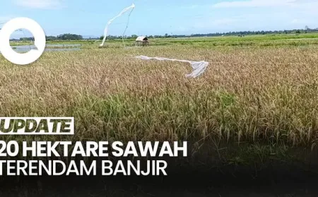 Sawah Terendam Banjir di Lumajang: 20 Hektare Lahan Pertanian Rusak Parah