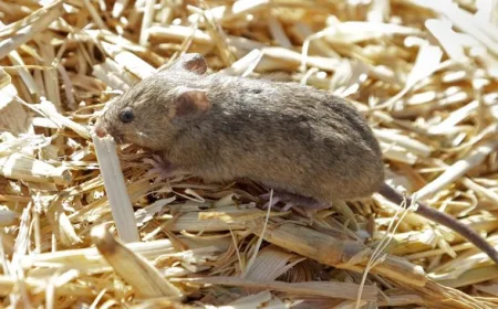 7 Cara Efektif Mengusir Tikus dari Kamar Tidur Tanpa Racun