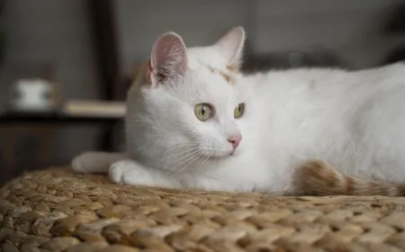 7 Manfaat Pelihara Kucing di Rumah yang Terbukti Ilmiah untuk Kesehatan