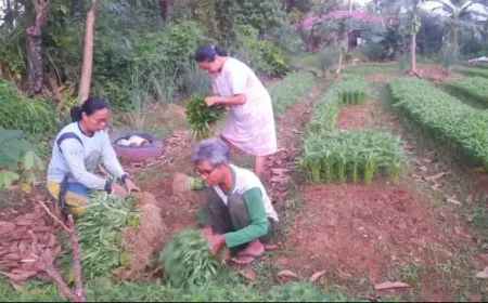 Petani Penyintas Banjir di Padang Panen Mentimun Jelang Idulfitri 2026