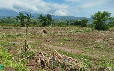 300 Hektare Lahan Pertanian Situbondo Rusak Parah Akibat Banjir Bandang Maret 2026