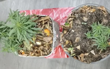 Polisi Temukan Dua Pohon Ganja di Rumah Warga Bontang Barat, Barang Bukti Diamankan