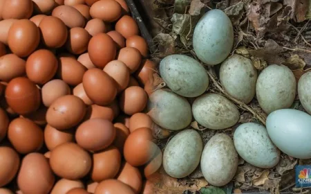 Telur Ayam vs Telur Bebek: Mana Pilihan Terbaik untuk Menu Sahur Kaya Protein?