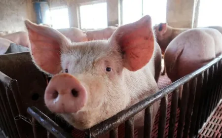 Korea Selatan Pasang Status Siaga Tertinggi Hadapi 3 Penyakit Ternak Mematikan