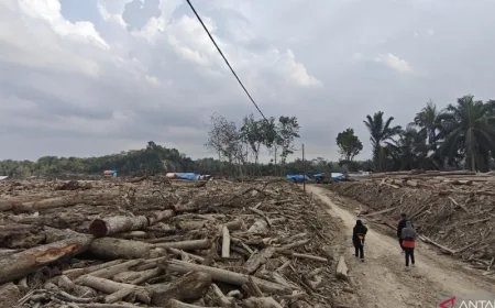 Penyintas Banjir Aceh Timur Beralih Profesi Jadi Buruh Kayu untuk Bertahan Hidup