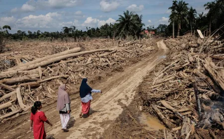 Benih untuk Pulih: Perjalanan Panjang Memulihkan Hulu Hutan Sumatera Pasca Bencana