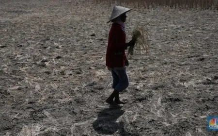 BRIN Peringatkan El Nino Godzilla: Waspadai Kekeringan dan Banjir di Indonesia 2026