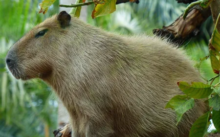 8 Orang Ditangkap Usai Aniaya Kapibara 'Masbro' di Brasil, Ini Faktanya