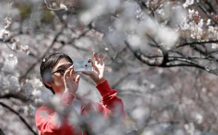 Festival Bunga Sakura di Jepang Dibatalkan karena Overtourism, Ini Penyebabnya