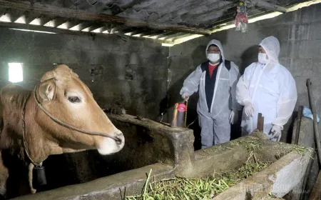 Komune Lung Cu Proaktif Cegah Penyakit Ternak Lewat Kampanye Sanitasi 2026