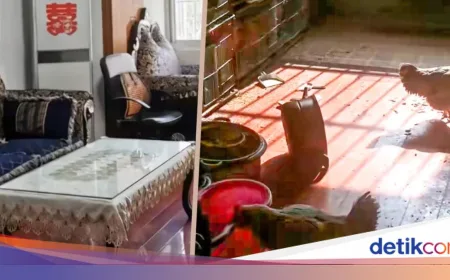 Apartemen Disewa 2 Tahun di China Berubah Jadi Kandang Ayam, Ini Kronologinya