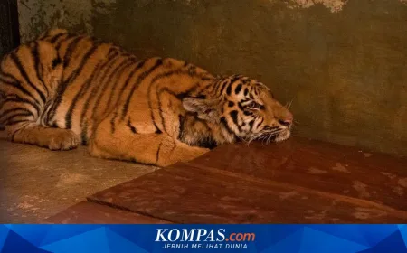 Virus FPV Penyebab Kematian Anak Harimau Bandung Zoo, Kenali Bahayanya
