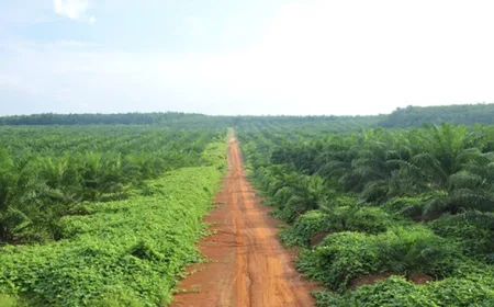 Harga Minyak Sawit dan Batu Bara Melonjak, Pengusaha RI Raup Untung Besar