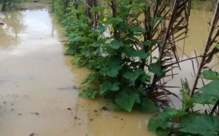 Banjir di Aceh Singkil Rendam Lahan Pertanian Akibat Luapan Sungai Lae Sulampi