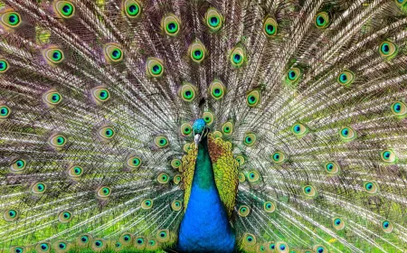 HTML5 Game Development Melesat di 2025 dengan 15.000+ Peluncuran Baru