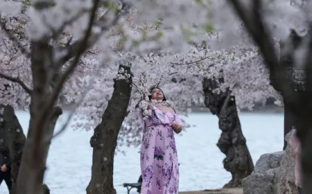 Potret Sakura Mekar di Washington, Simbol Persahabatan Jepang-AS yang Memukau