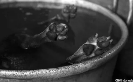 Keracunan Daging Anjing di Mamuju: Balita hingga Pemuda Terpapar, Ini Risikonya