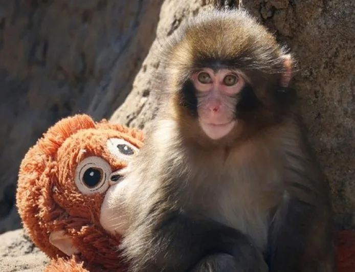 Monyet Punch Mulai Tinggalkan Boneka Orangutan, Tanda Kemandirian Mulai Muncul