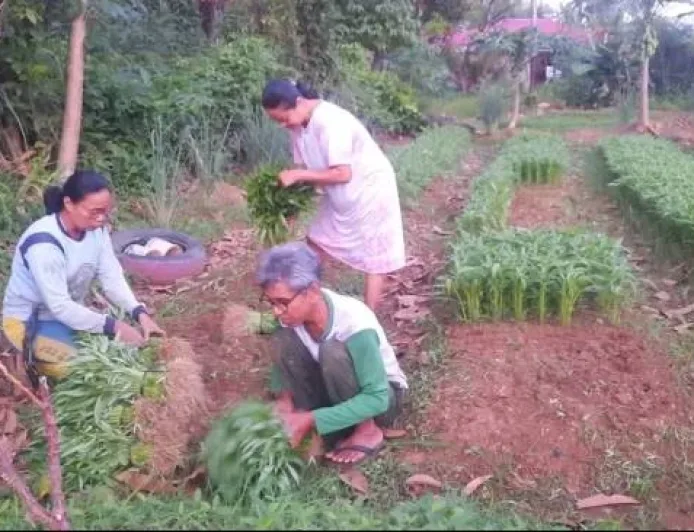 Petani Penyintas Banjir di Padang Panen Mentimun Jelang Idulfitri 2026