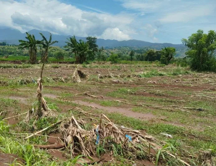 300 Hektare Lahan Pertanian Situbondo Rusak Parah Akibat Banjir Bandang Maret 2026