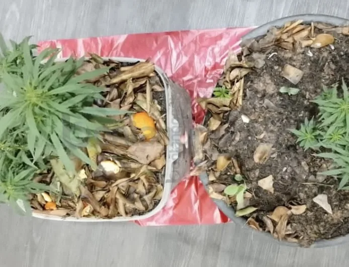 Polisi Temukan Dua Pohon Ganja di Rumah Warga Bontang Barat, Barang Bukti Diamankan