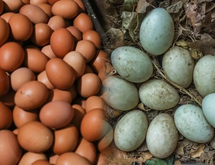 Telur Ayam vs Telur Bebek: Mana Pilihan Terbaik untuk Menu Sahur Kaya Protein?