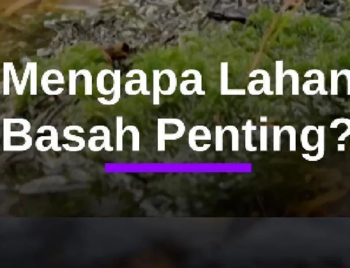 Lahan Basah: Kunci Penting Pengurangan Banjir dan Penopang Ekosistem Alami