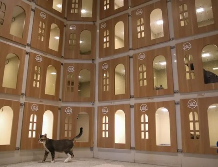 Hotel Khusus Kucing di Jakarta Penuh Booking Saat Lebaran 2026