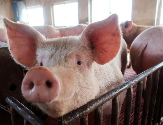 Korea Selatan Pasang Status Siaga Tertinggi Hadapi 3 Penyakit Ternak Mematikan