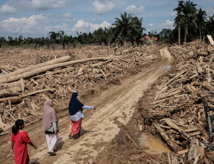 Benih untuk Pulih: Perjalanan Panjang Memulihkan Hulu Hutan Sumatera Pasca Bencana