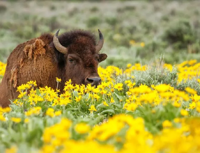 Tabrakan Kereta dengan 3 Bison Langka di Hutan Bialowieza Polandia