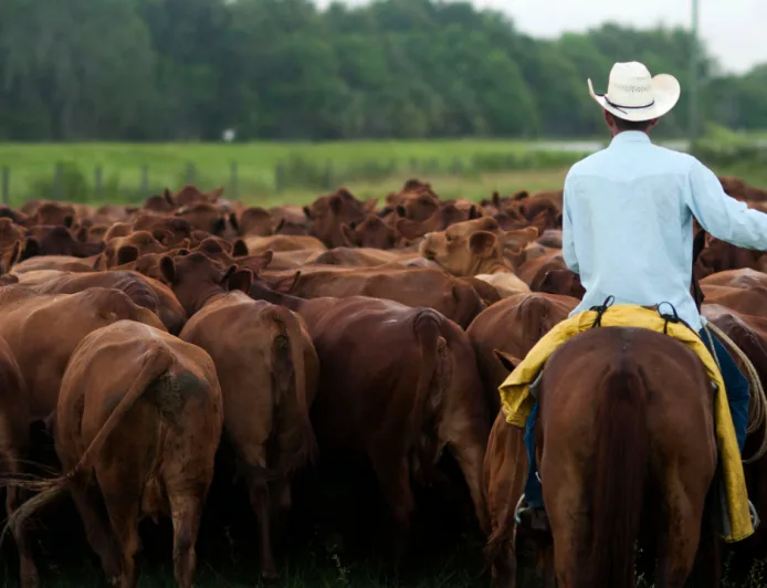Kenaikan Harga Daging dan Penyusutan Sapi Dorong Investasi Collar AI untuk Peternak