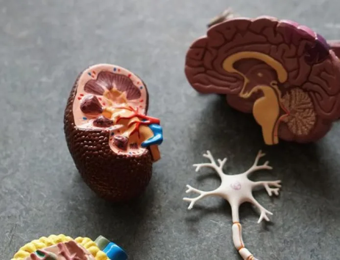 10 Tanda Penyakit Ginjal yang Sering Tak Disadari, Segera Kenali Gejalanya