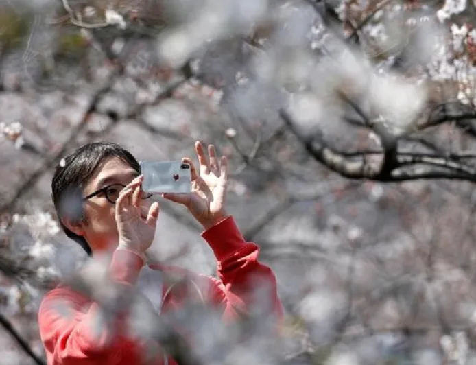 Festival Bunga Sakura di Jepang Dibatalkan karena Overtourism, Ini Penyebabnya