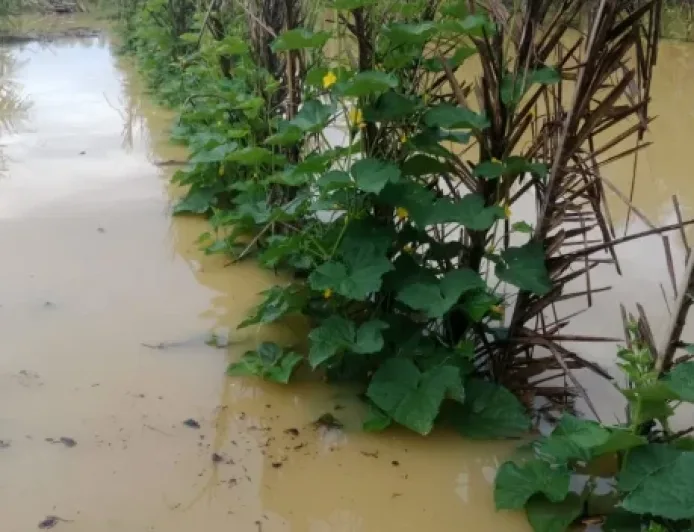 Banjir di Aceh Singkil Rendam Lahan Pertanian Akibat Luapan Sungai Lae Sulampi